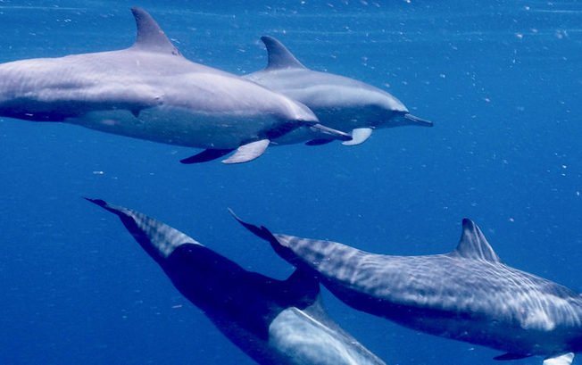 Desktop  c2 a9 elodie van lierde spinner dolphins  bismarck sea 2017 1200px cropped 768x482