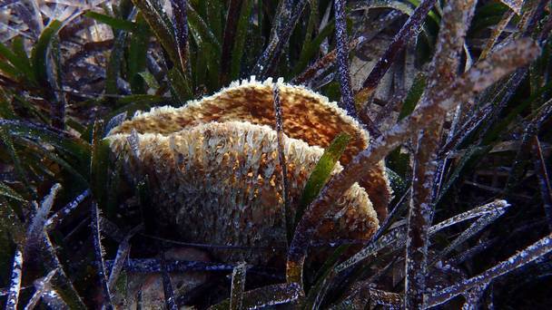 Desktop ipanews d6fc95de 5292 4fea b9aa d57b81238e4e 1