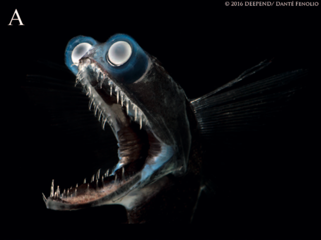 Desktop screen shot 2018 12 10 at 7.39.12 pm