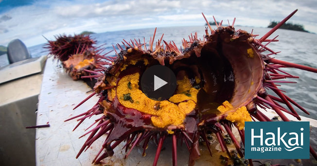 Desktop facebook play button urchin smashing