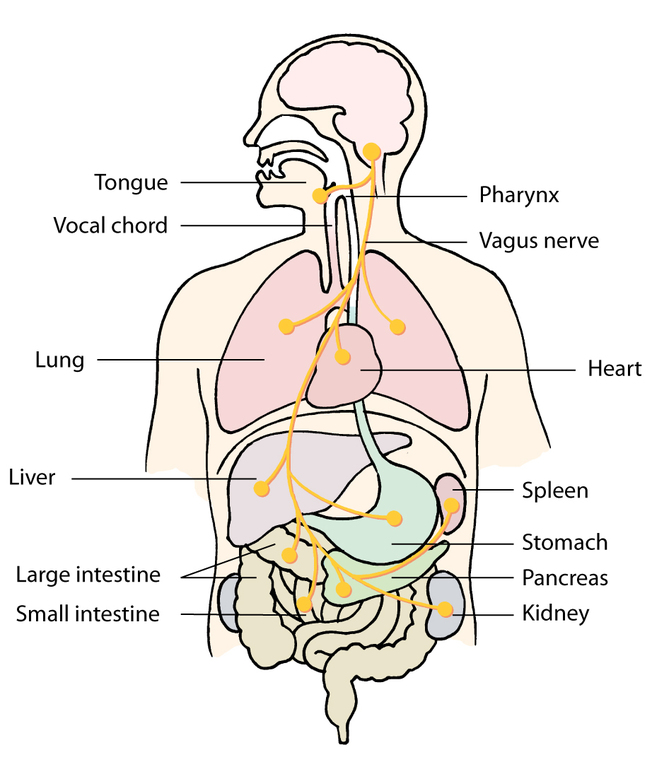 Desktop vagus nerve