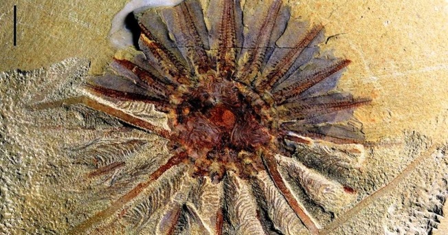 Desktop 518 million year old daihua fossil  1 