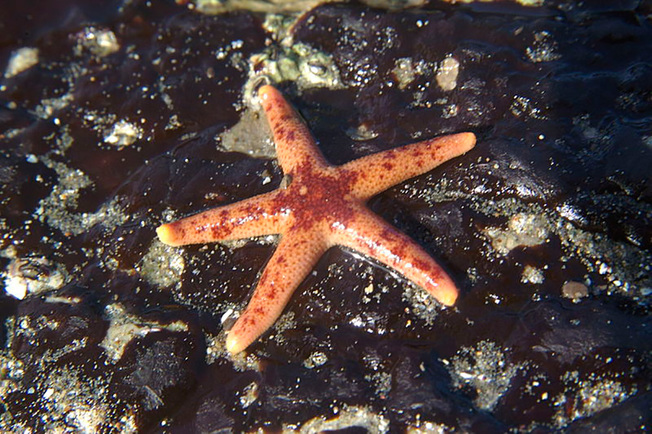 Desktop mottledseastar