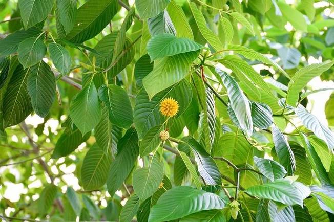 Desktop kratom in new york 1