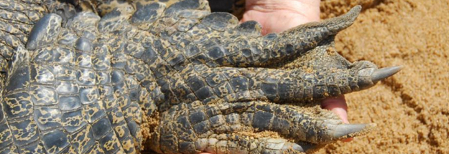 Desktop show 20524184041545573737rectangle