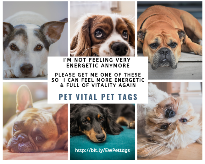 Desktop pet vital pet tags