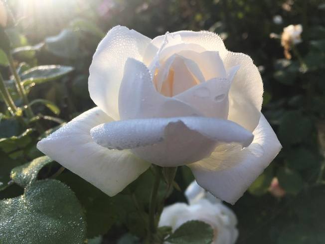 Desktop 71184545 2550012461708275 5546075223326982144 n