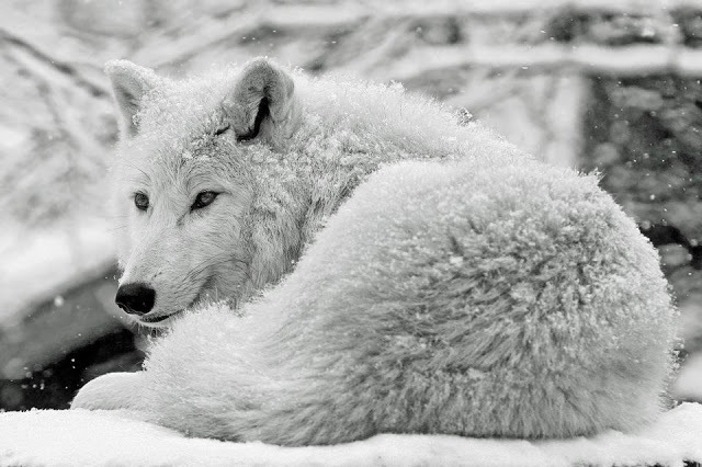 Desktop 255501 487747414571915 911918514 n