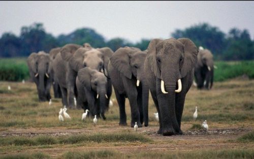 Desktop elephants33ec804d b480 40ee 8c9c 6c0b16811782