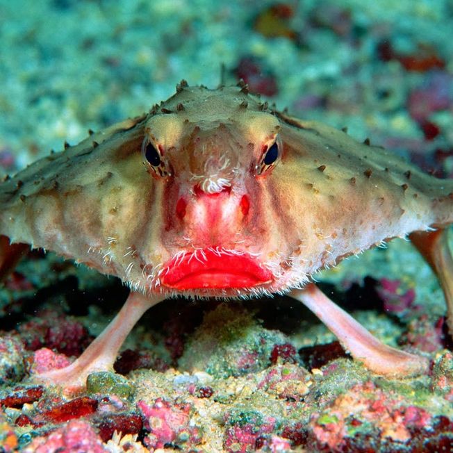 Desktop red lipped batfish.0.0