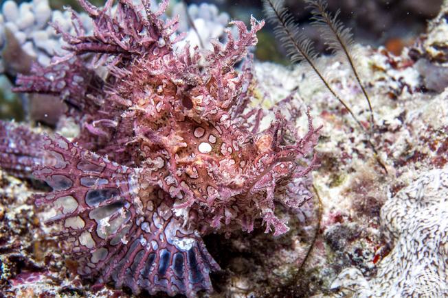 Desktop weedy scorpionfish 2