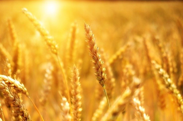 Desktop wheat 3506758 640 bru no pixabay