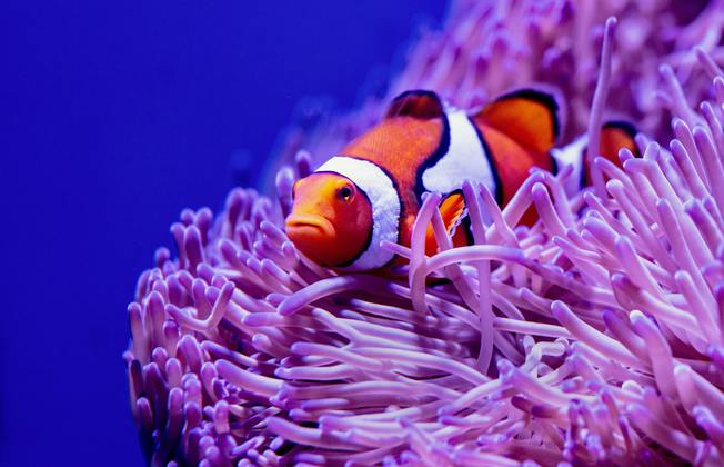 Desktop david clode clown fish