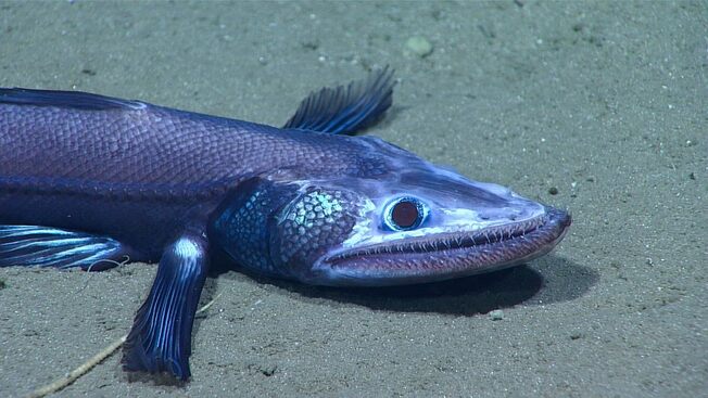 Desktop deep sea lizardfish