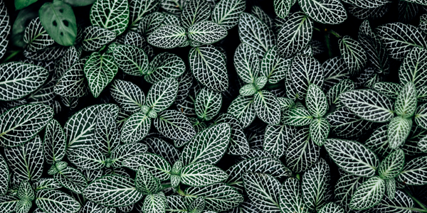 Desktop green leaves feature