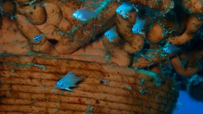 Desktop 9 these researchers are 3d printing coral reefs