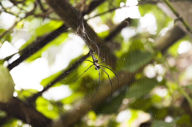 Desktop spider silk