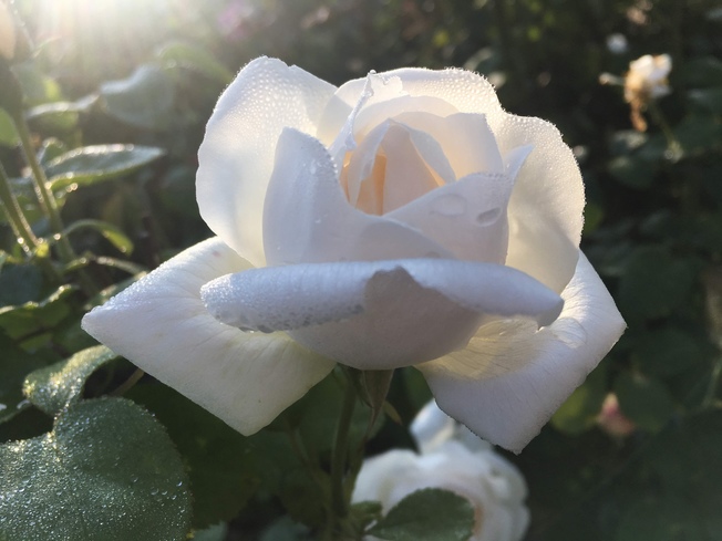 Desktop img 2498 original