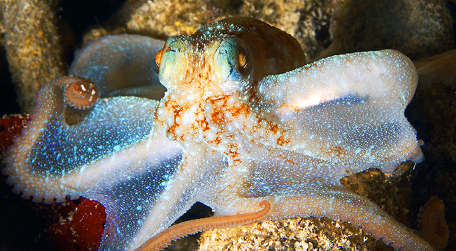 Desktop jeremyshelby octopus may08 stthomas