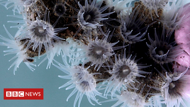 Desktop 116230188 zoantharian