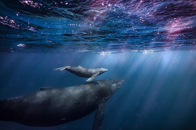 Desktop hawaiianhumpbacks kelly moran