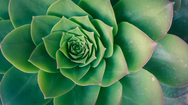 Desktop green 1747541 1920greissdesign pixabay 1024x576