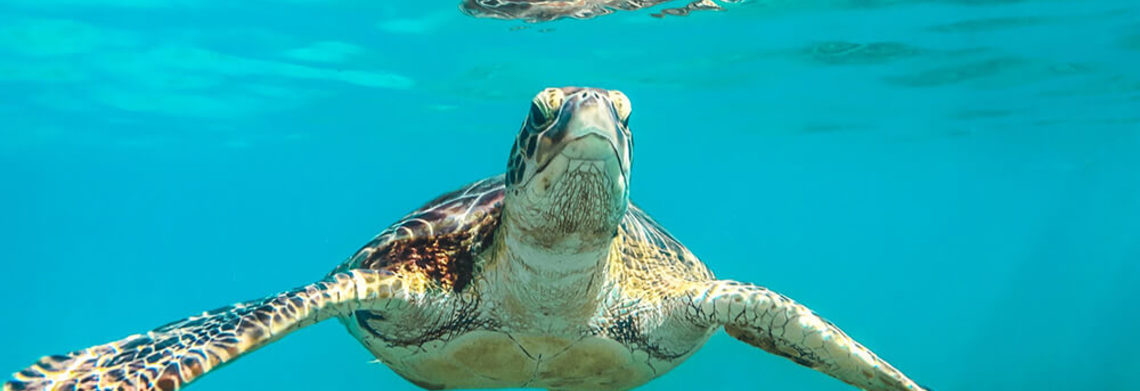 Show sea turtle underwater crystal clear caribbean water