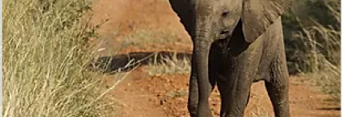 Show elly  3    copy